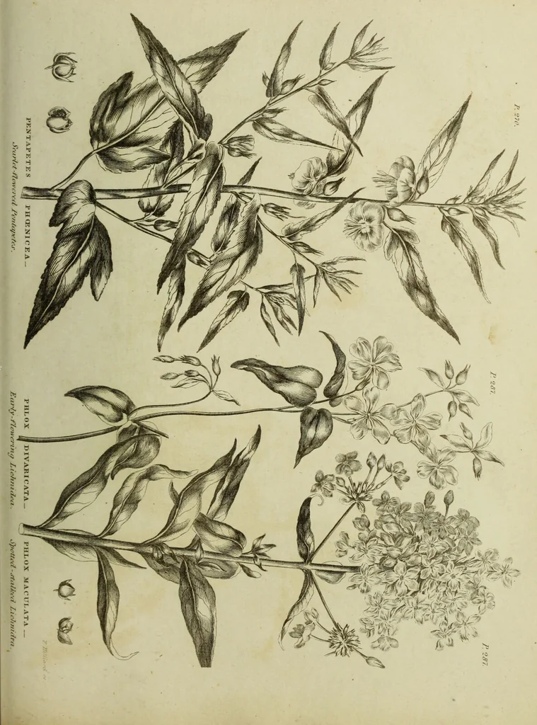 An illustration from The universal herbal; or, botanical, medical, and agricultural dictionary / [Thomas Green]., 1828, leaf 173