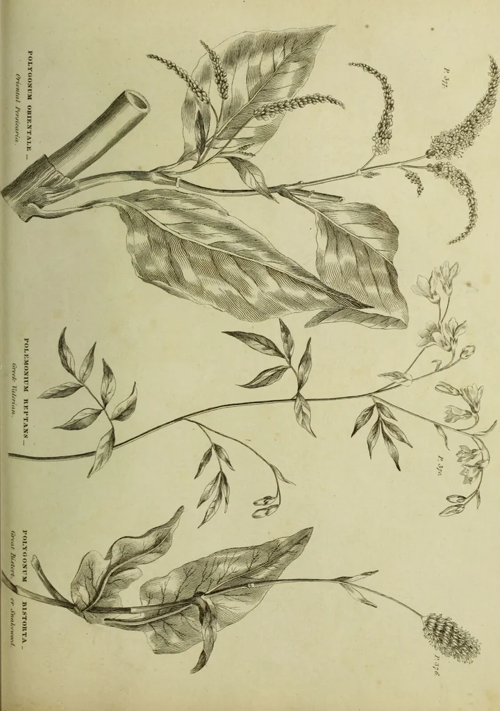 An illustration from The universal herbal; or, botanical, medical, and agricultural dictionary / [Thomas Green]., 1828, leaf 177