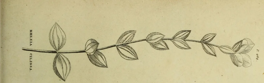 An illustration from The universal herbal; or, botanical, medical, and agricultural dictionary / [Thomas Green]., 1828, leaf 181