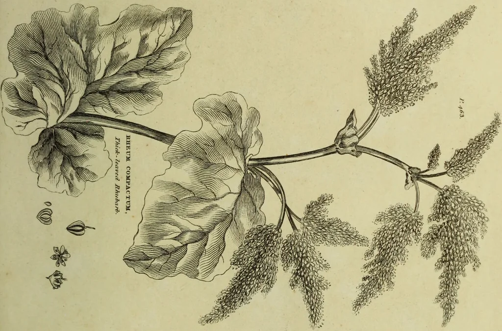 An illustration from The universal herbal; or, botanical, medical, and agricultural dictionary / [Thomas Green]., 1828, leaf 181