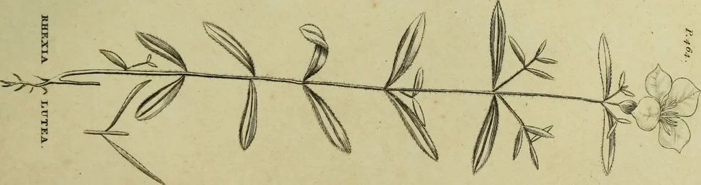An illustration from The universal herbal; or, botanical, medical, and agricultural dictionary / [Thomas Green]., 1828, leaf 181