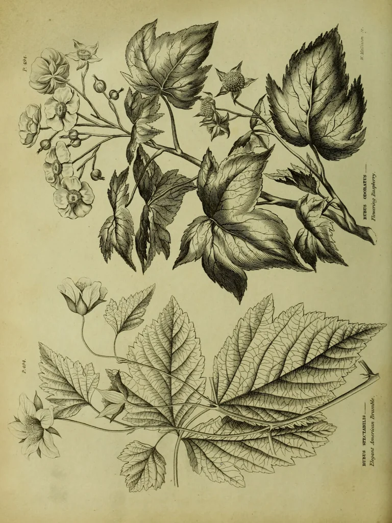 An illustration from The universal herbal; or, botanical, medical, and agricultural dictionary / [Thomas Green]., 1828, leaf 184