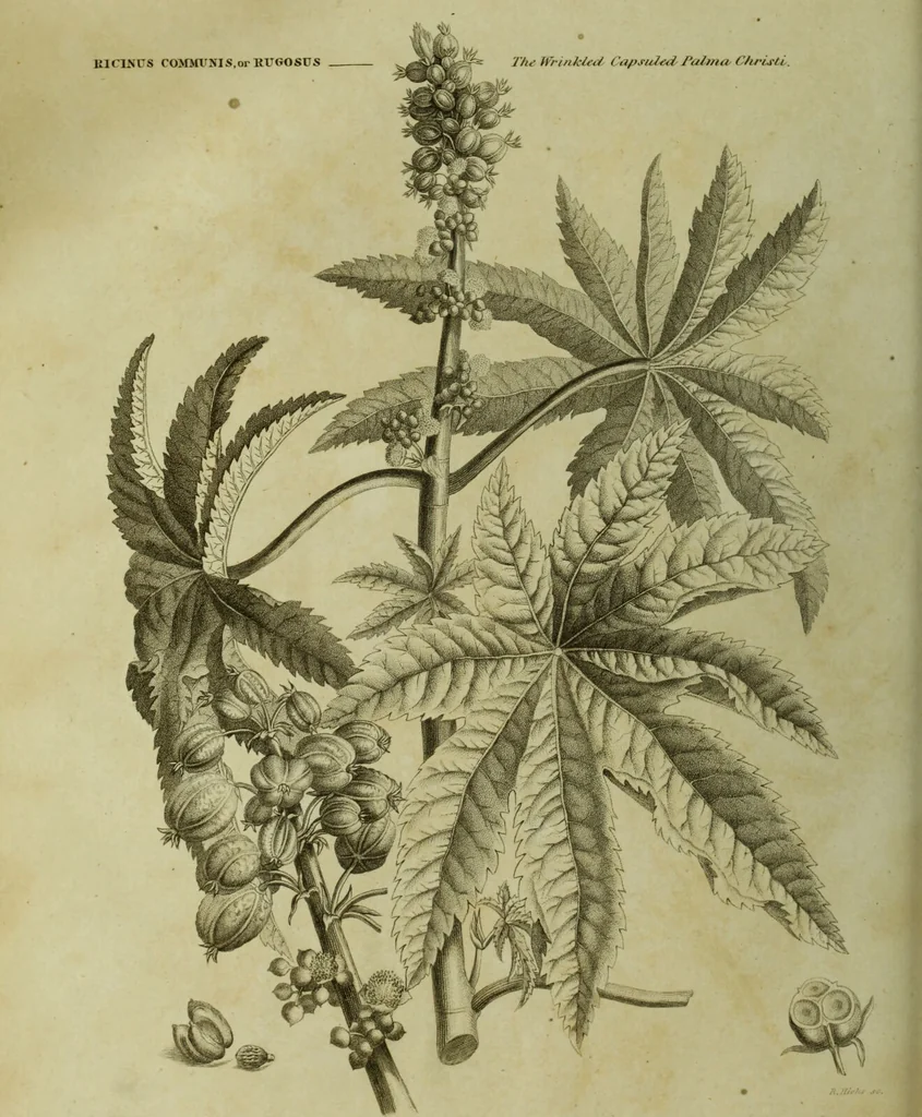 An illustration from The universal herbal; or, botanical, medical, and agricultural dictionary / [Thomas Green]., 1828, leaf 188