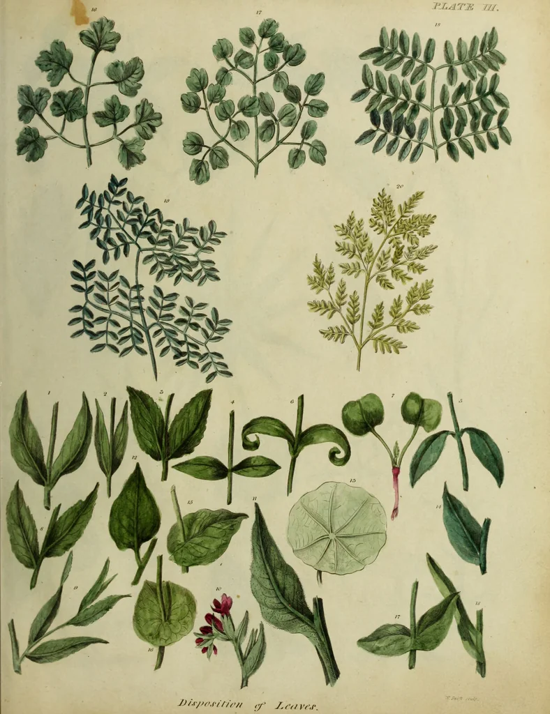 An illustration from The universal herbal; or, botanical, medical, and agricultural dictionary / [Thomas Green]., 1828, leaf 19