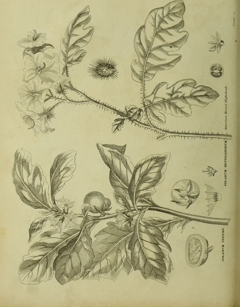 An illustration from The universal herbal; or, botanical, medical, and agricultural dictionary / [Thomas Green]., 1828, leaf 192