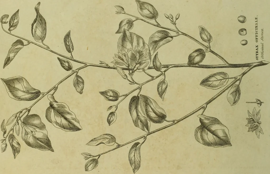 An illustration from The universal herbal; or, botanical, medical, and agricultural dictionary / [Thomas Green]., 1828, leaf 196