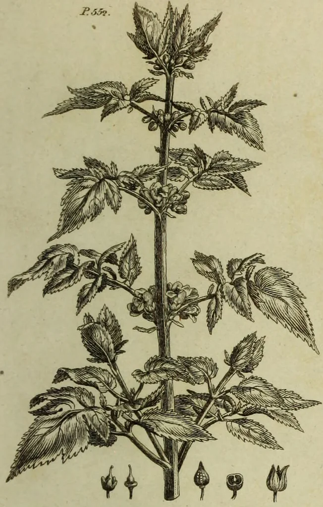 An illustration from The universal herbal; or, botanical, medical, and agricultural dictionary / [Thomas Green]., 1828, leaf 197