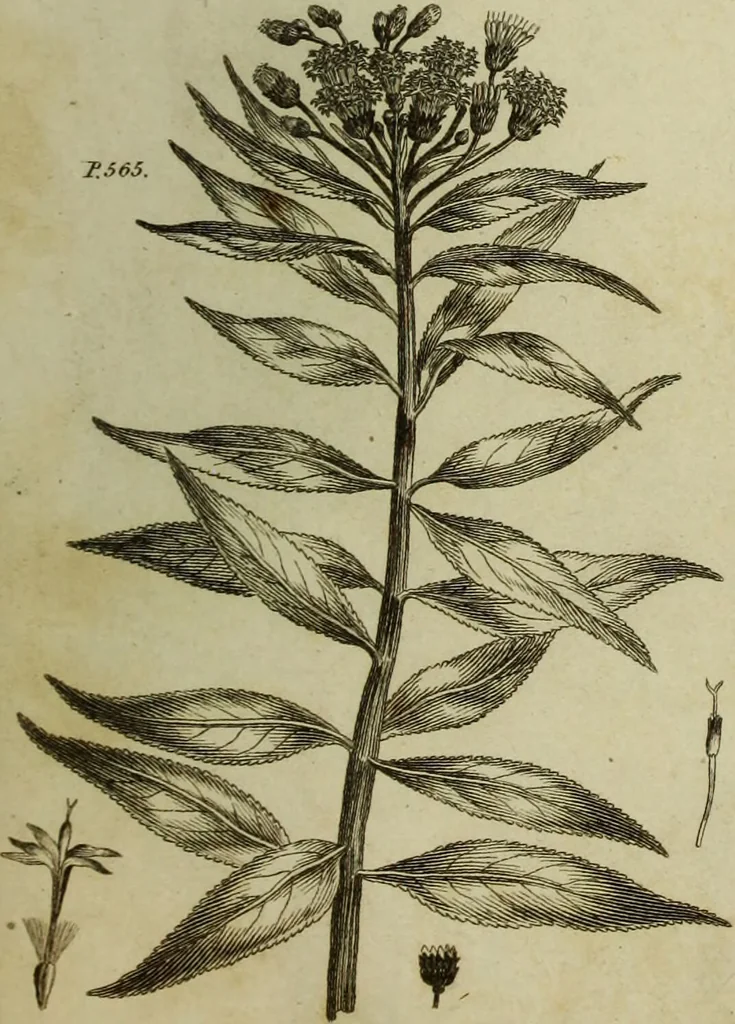 An illustration from The universal herbal; or, botanical, medical, and agricultural dictionary / [Thomas Green]., 1828, leaf 197