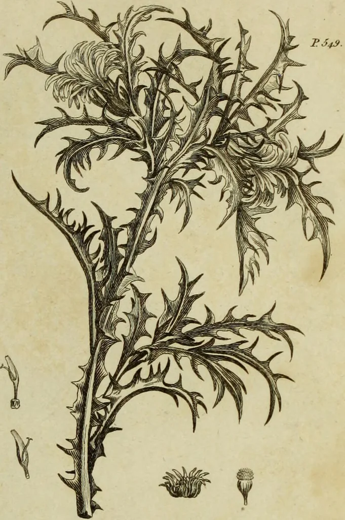 An illustration from The universal herbal; or, botanical, medical, and agricultural dictionary / [Thomas Green]., 1828, leaf 197
