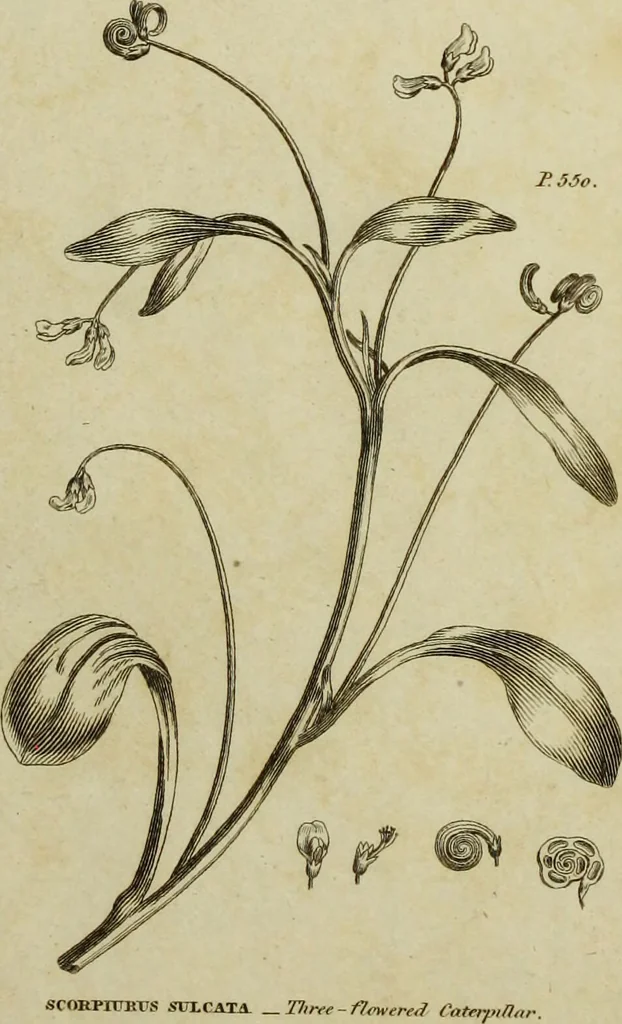 An illustration from The universal herbal; or, botanical, medical, and agricultural dictionary / [Thomas Green]., 1828, leaf 197