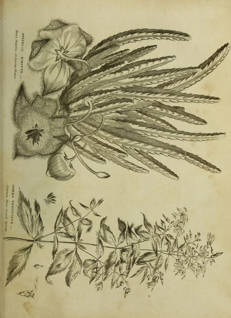 An illustration from The universal herbal; or, botanical, medical, and agricultural dictionary / [Thomas Green]., 1828, leaf 201