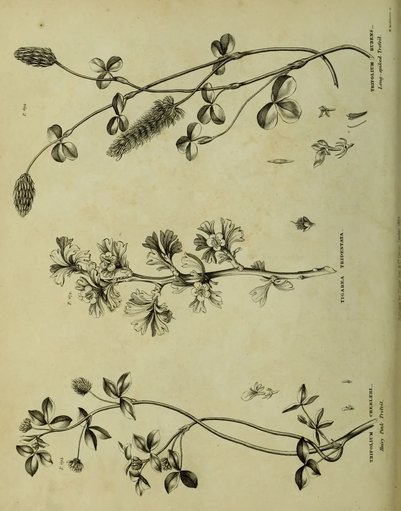 An illustration from The universal herbal; or, botanical, medical, and agricultural dictionary / [Thomas Green]., 1828, leaf 208