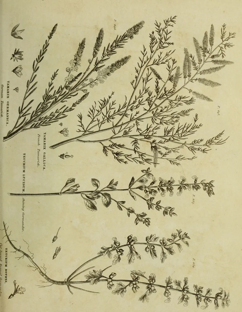 An illustration from The universal herbal; or, botanical, medical, and agricultural dictionary / [Thomas Green]., 1828, leaf 209