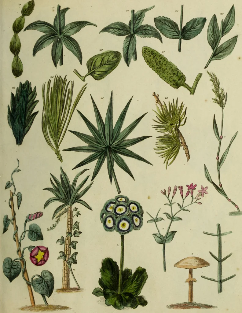 An illustration from The universal herbal; or, botanical, medical, and agricultural dictionary / [Thomas Green]., 1828, leaf 21