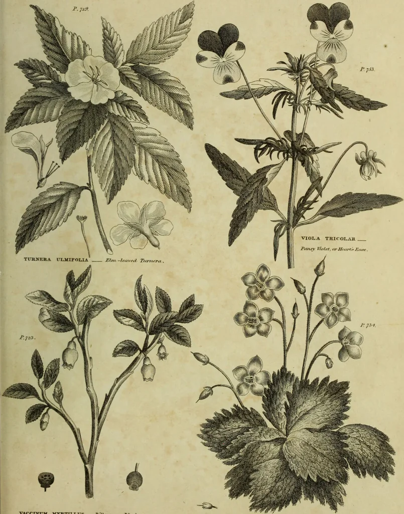 An illustration from The universal herbal; or, botanical, medical, and agricultural dictionary / [Thomas Green]., 1828, leaf 213