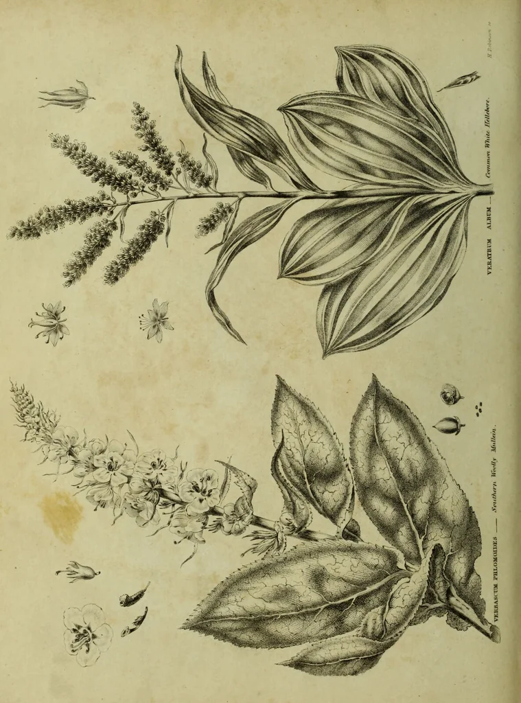 An illustration from The universal herbal; or, botanical, medical, and agricultural dictionary / [Thomas Green]., 1828, leaf 216
