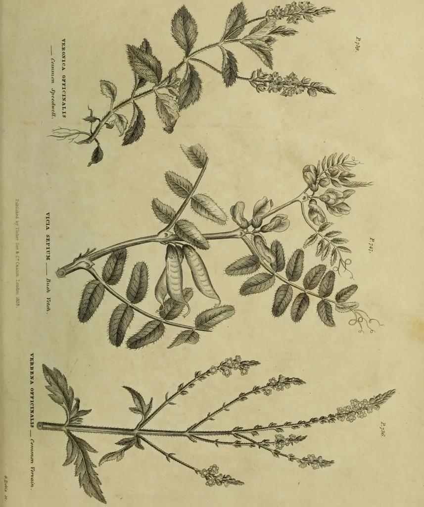 An illustration from The universal herbal; or, botanical, medical, and agricultural dictionary / [Thomas Green]., 1828, leaf 217
