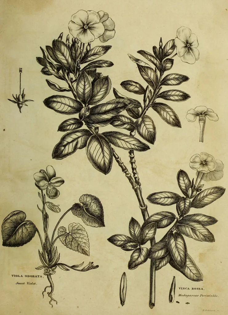 An illustration from The universal herbal; or, botanical, medical, and agricultural dictionary / [Thomas Green]., 1828, leaf 221
