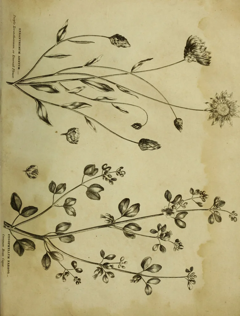 An illustration from The universal herbal; or, botanical, medical, and agricultural dictionary / [Thomas Green]., 1828, leaf 223