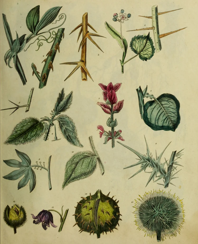 An illustration from The universal herbal; or, botanical, medical, and agricultural dictionary / [Thomas Green]., 1828, leaf 23