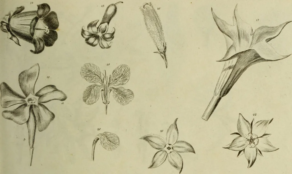 An illustration from The universal herbal; or, botanical, medical, and agricultural dictionary / [Thomas Green]., 1828, leaf 31