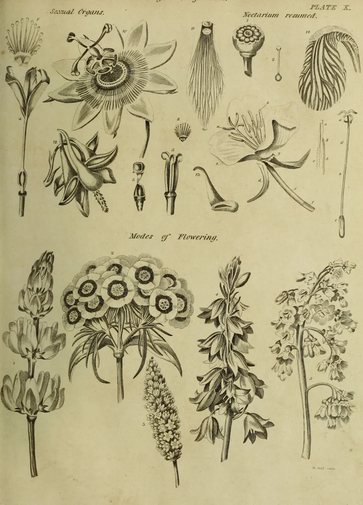 An illustration from The universal herbal; or, botanical, medical, and agricultural dictionary / [Thomas Green]., 1828, leaf 33