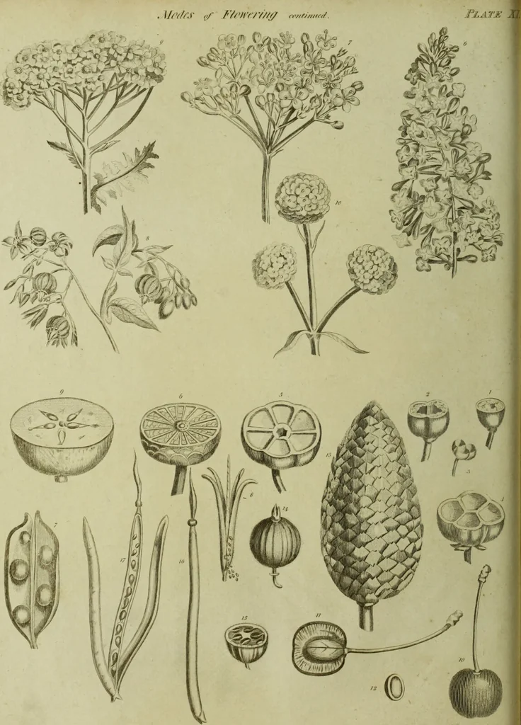 An illustration from The universal herbal; or, botanical, medical, and agricultural dictionary / [Thomas Green]., 1828, leaf 36