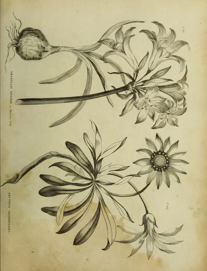 An illustration from The universal herbal; or, botanical, medical, and agricultural dictionary / [Thomas Green]., 1828, leaf 41