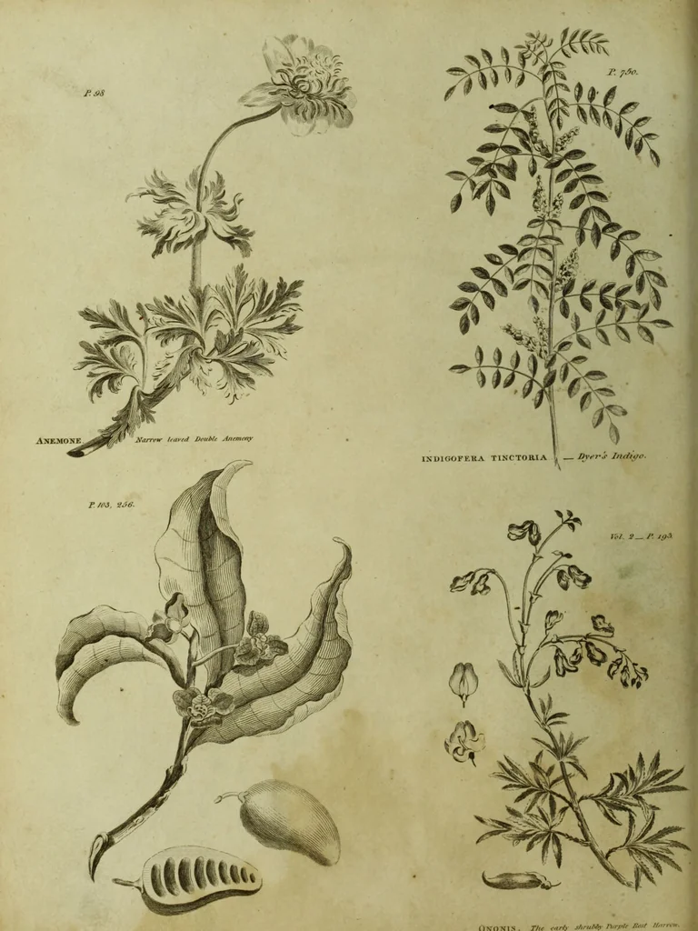 An illustration from The universal herbal; or, botanical, medical, and agricultural dictionary / [Thomas Green]., 1828, leaf 44