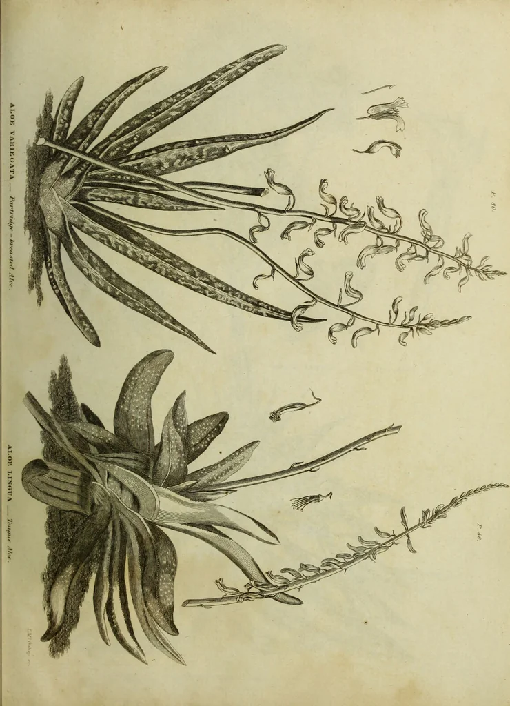 An illustration from The universal herbal; or, botanical, medical, and agricultural dictionary / [Thomas Green]., 1828, leaf 45