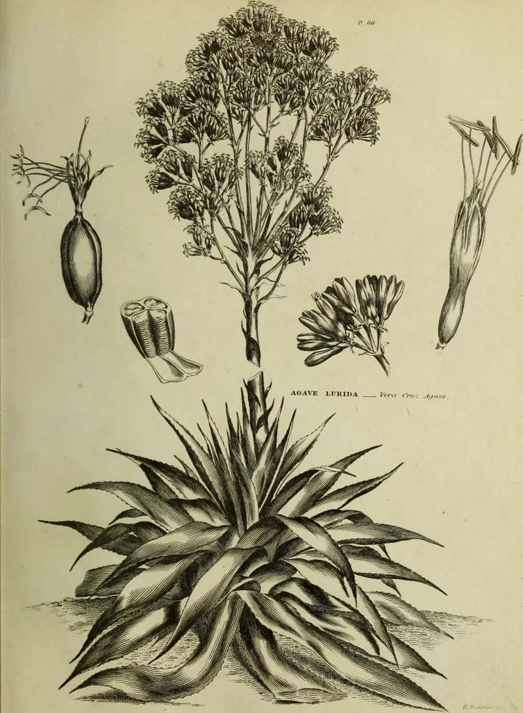 An illustration from The universal herbal; or, botanical, medical, and agricultural dictionary / [Thomas Green]., 1828, leaf 47