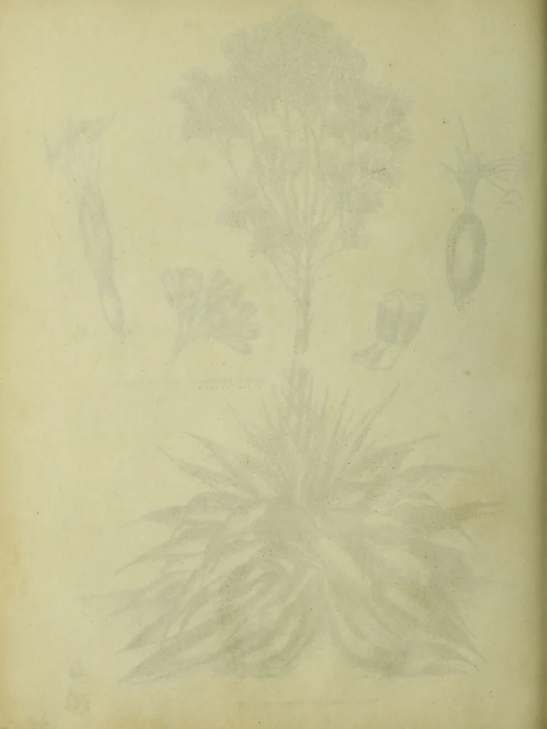 An illustration from The universal herbal; or, botanical, medical, and agricultural dictionary / [Thomas Green]., 1828, leaf 48