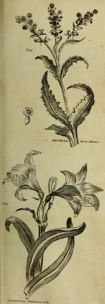 An illustration from The universal herbal; or, botanical, medical, and agricultural dictionary / [Thomas Green]., 1828, leaf 51