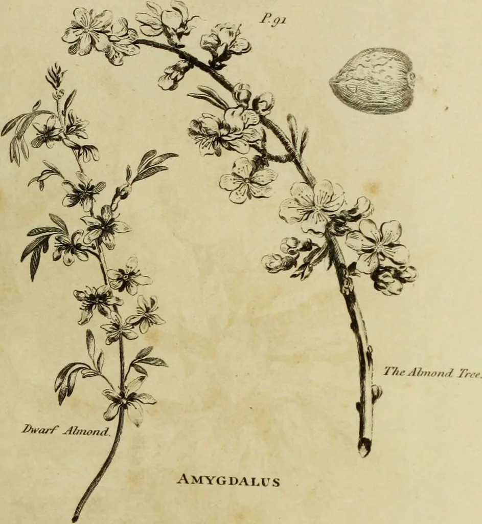 An illustration from The universal herbal; or, botanical, medical, and agricultural dictionary / [Thomas Green]., 1828, leaf 51