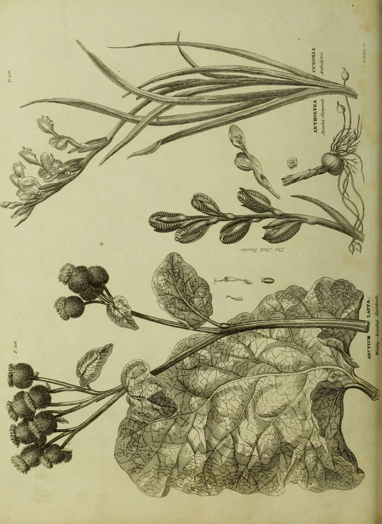 An illustration from The universal herbal; or, botanical, medical, and agricultural dictionary / [Thomas Green]., 1828, leaf 54