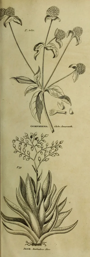 An illustration from The universal herbal; or, botanical, medical, and agricultural dictionary / [Thomas Green]., 1828, leaf 55