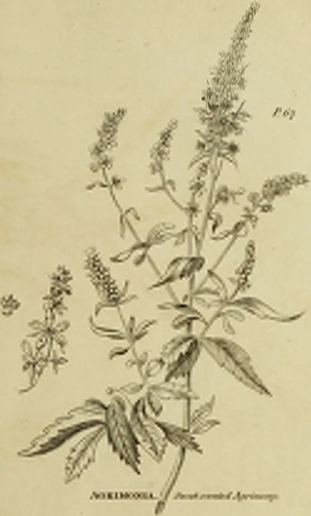 An illustration from The universal herbal; or, botanical, medical, and agricultural dictionary / [Thomas Green]., 1828, leaf 55