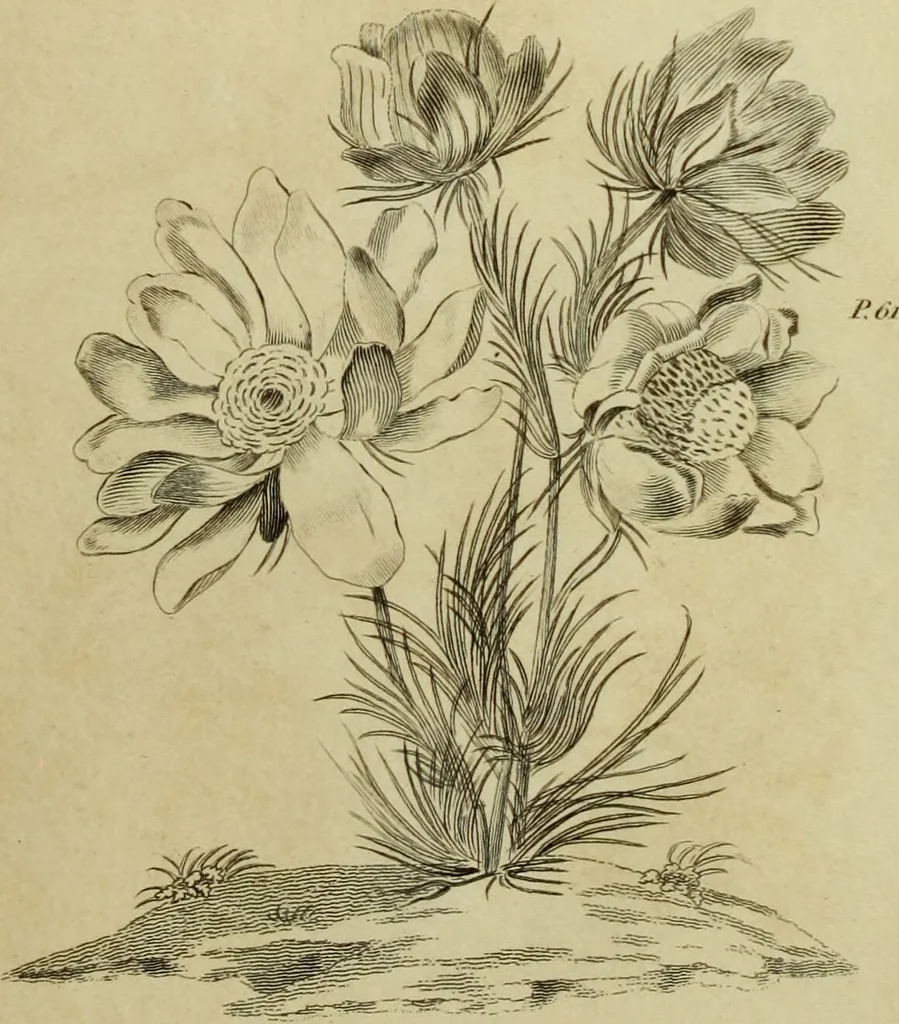 An illustration from The universal herbal; or, botanical, medical, and agricultural dictionary / [Thomas Green]., 1828, leaf 55