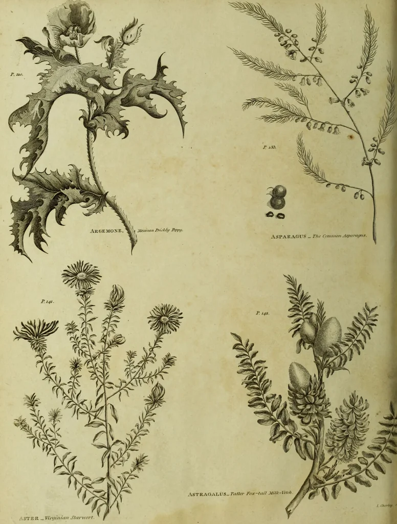An illustration from The universal herbal; or, botanical, medical, and agricultural dictionary / [Thomas Green]., 1828, leaf 58