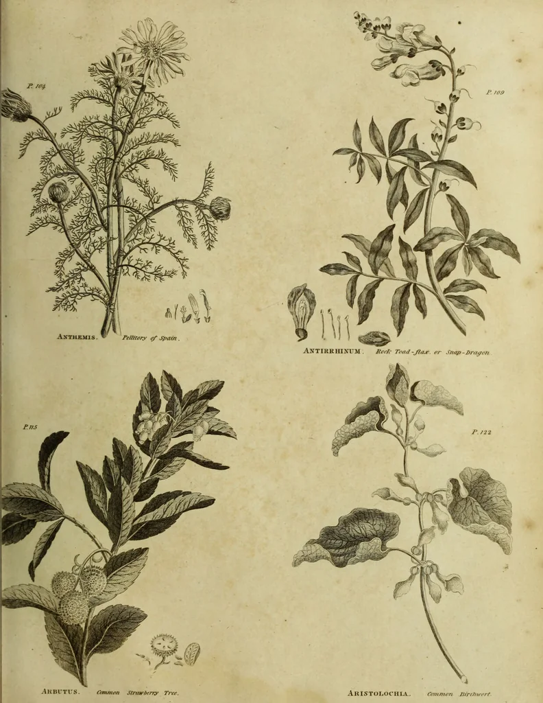 An illustration from The universal herbal; or, botanical, medical, and agricultural dictionary / [Thomas Green]., 1828, leaf 59