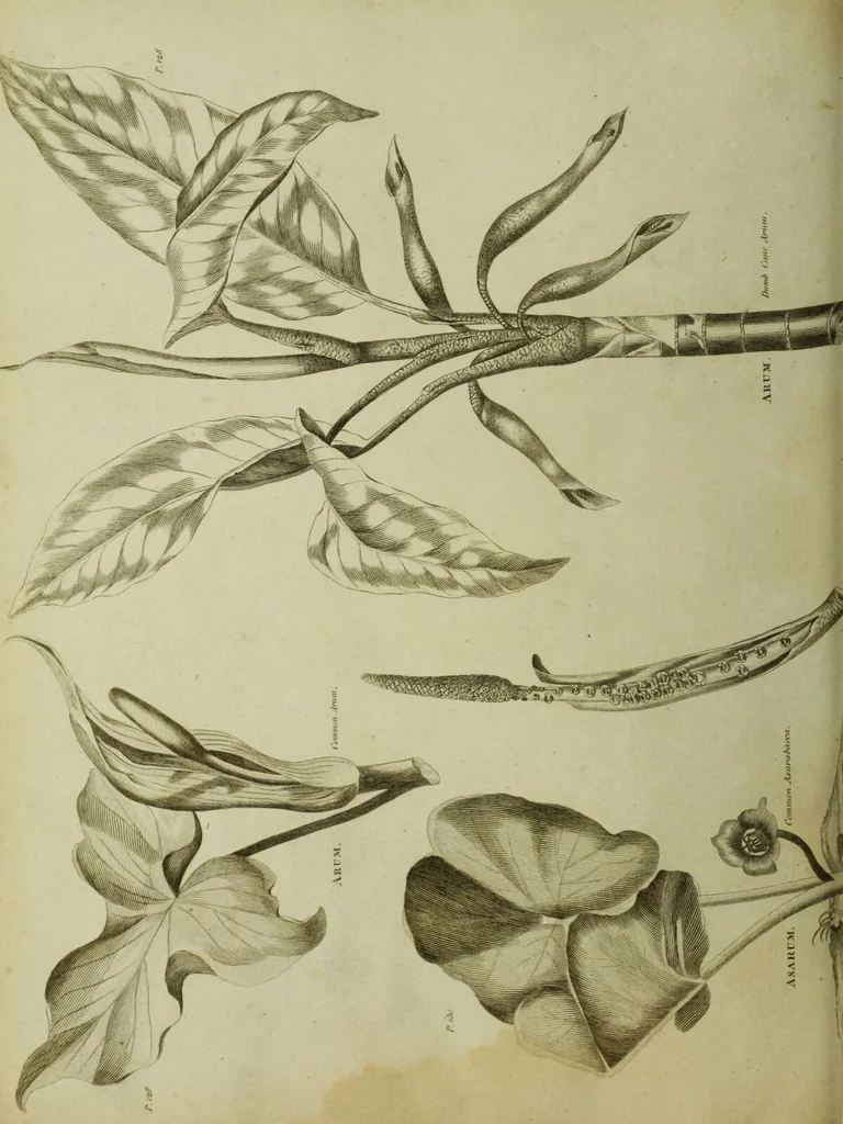 An illustration from The universal herbal; or, botanical, medical, and agricultural dictionary / [Thomas Green]., 1828, leaf 62
