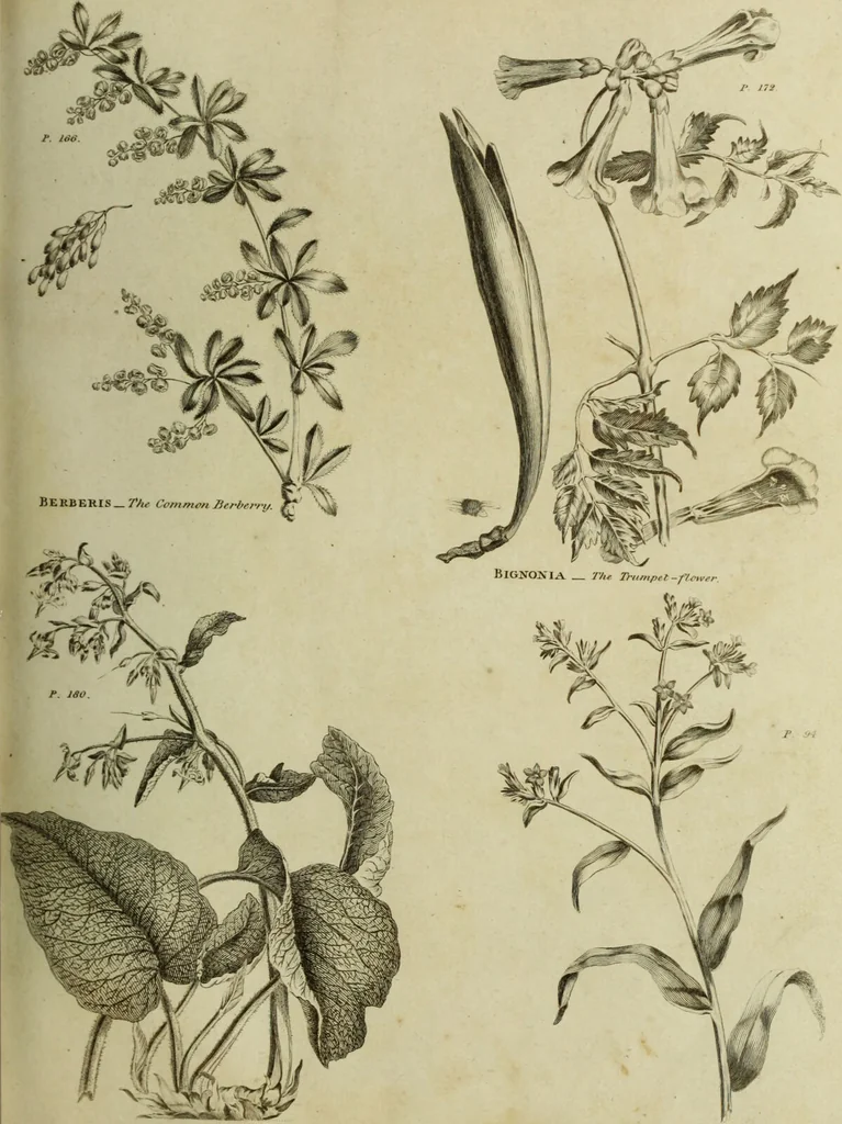 An illustration from The universal herbal; or, botanical, medical, and agricultural dictionary / [Thomas Green]., 1828, leaf 63