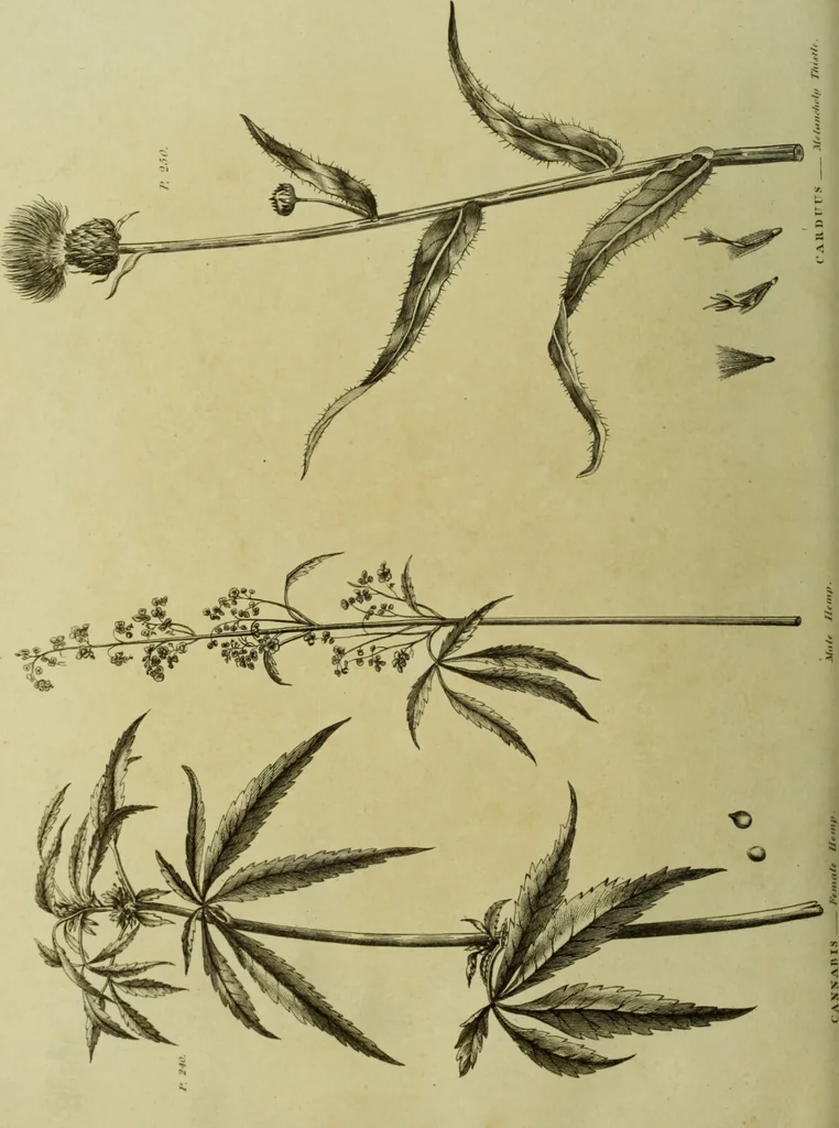An illustration from The universal herbal; or, botanical, medical, and agricultural dictionary / [Thomas Green]., 1828, leaf 66