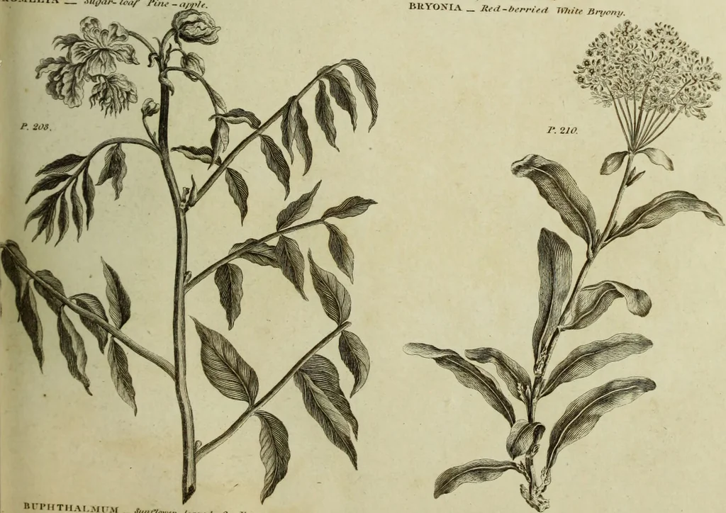 An illustration from The universal herbal; or, botanical, medical, and agricultural dictionary / [Thomas Green]., 1828, leaf 67