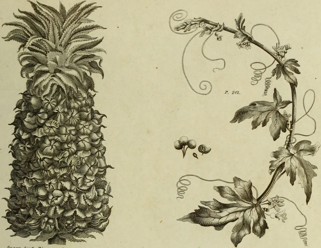 An illustration from The universal herbal; or, botanical, medical, and agricultural dictionary / [Thomas Green]., 1828, leaf 67