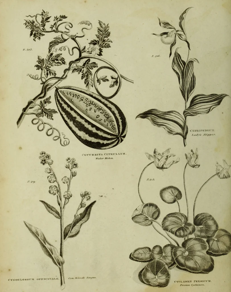 An illustration from The universal herbal; or, botanical, medical, and agricultural dictionary / [Thomas Green]., 1828, leaf 70