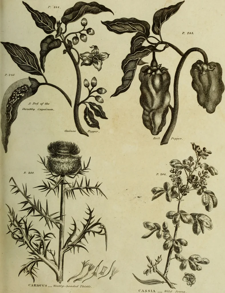 An illustration from The universal herbal; or, botanical, medical, and agricultural dictionary / [Thomas Green]., 1828, leaf 71