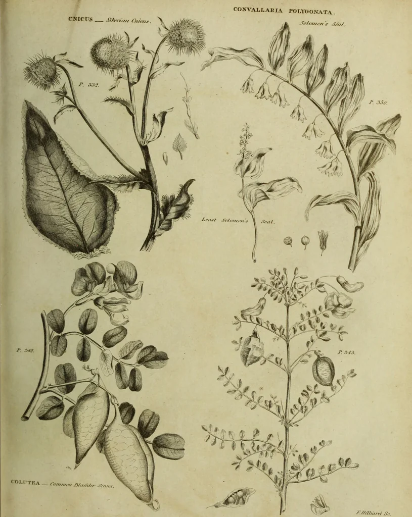 An illustration from The universal herbal; or, botanical, medical, and agricultural dictionary / [Thomas Green]., 1828, leaf 75