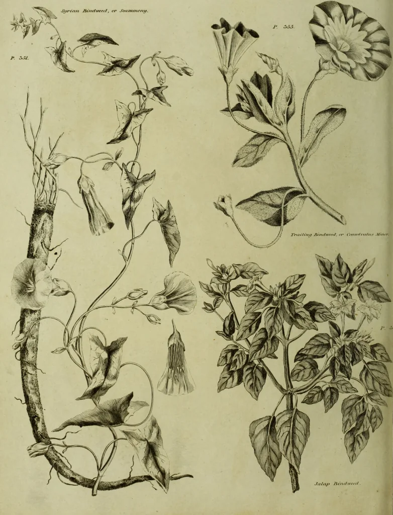 An illustration from The universal herbal; or, botanical, medical, and agricultural dictionary / [Thomas Green]., 1828, leaf 78