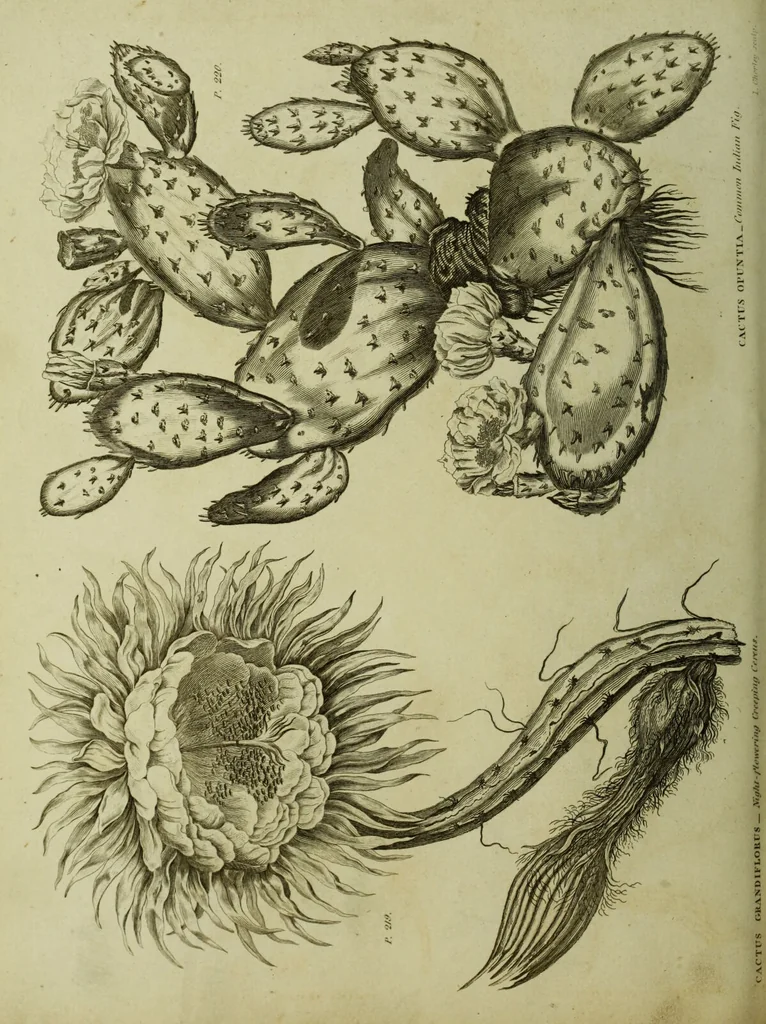 An illustration from The universal herbal; or, botanical, medical, and agricultural dictionary / [Thomas Green]., 1828, leaf 82